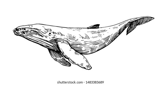 Sketch of whale. Hand drawn outline converted to vector. Transparent background