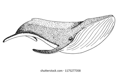 Sketch of a whale isolated on white background. Vector illustration
