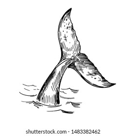 whale tail drawing & design