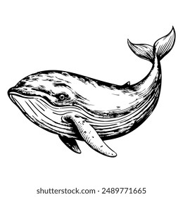 Sketch of a whale with water spout, side view, on a white background