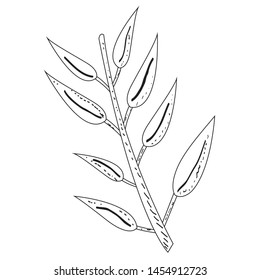 Sketch of a wheat on a white background - Vector