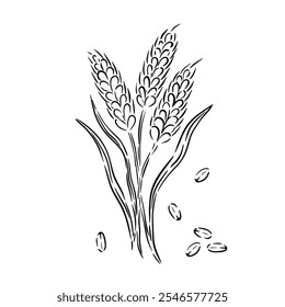 Sketch of wheat stalks with grains illustrated in a minimalist style on white background