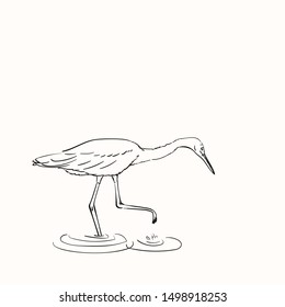 Sketch of white heron hunting, Hand drawn vector linear illustration