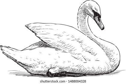 Sketch of a white swan sitting on lake shore