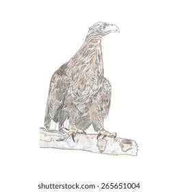 Sketch of white-tailed eagle. Vector illustration