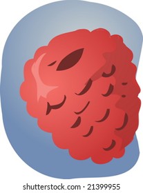 Sketch of whole fresh raspberry, fruit illustration