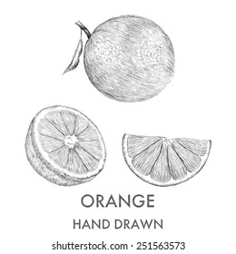 Sketch of the whole orange, half and segment. Hand drawn vector illustration. Fruit collection.