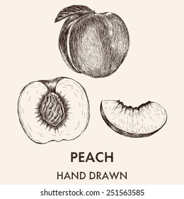 Sketch of whole peach, half and segment. Hand drawn vector illustration. Fruit collection.