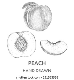 Sketch of the whole peach, half and segment. Hand drawn vector illustration. Fruit collection.