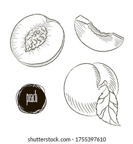 sketch of the whole peach. Hand drawn vector illustration. Fruit collection.