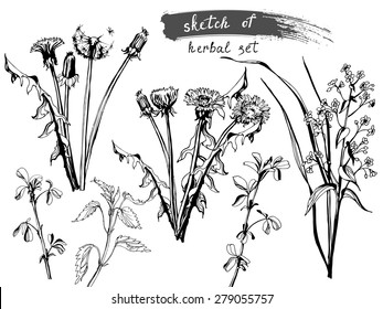Sketch  of Wild Field Flowers and Grass. collection for designers,  vector illustration