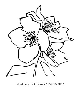 sketch of wild flower in black and white