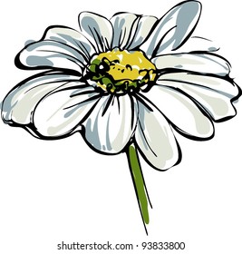 Sketch Wild Flower Resembling A Daisy