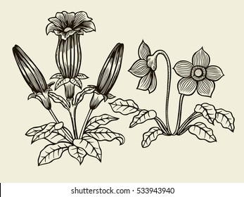 Sketch of wild flowers, hand drawn isolated on a beige background.