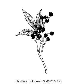 Sketch of wild grapes berries and leaf. Vector black and white line hand drawn illustration. Graphic element for design of postcards, wedding invitations, label