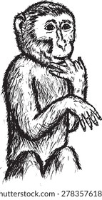 Sketch of a wild monkey with a finger-biting pose. Cute monkey pose.