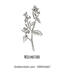 Sketch of wild mustard. Hand drawn botanical vector illustration