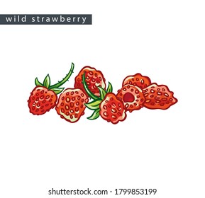 sketch wild strawberry: seven berries 