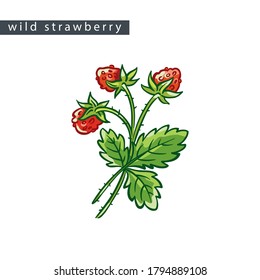 sketch wild strawberry: vertical branch with three berries 