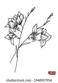 Skizze einer Wildblume. Handgezeichnete Vektorgrafik einer Wildblume auf weißem Hintergrund. Tattoo, Element für Design.