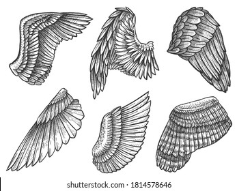 Sketch wings. Hand drawn eagle, angel detailed wing with feathers, heraldic elements for tattoo, card or mascot engraved drawing vector. Heraldic wing, spiritual freedom winged drawing illustration