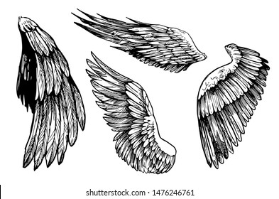 Sketch of wings. Hand drawn illustration converted to vector