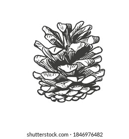 Sketch winter pine cone. Hand drawn isolated christmas pinecone