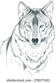A sketch of a wolf. Handmade.