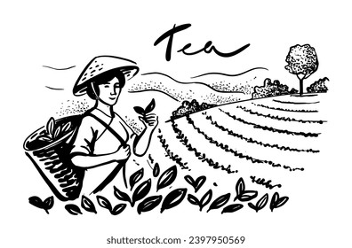 Sketch woman picking tea leaf in plantation. Tea making process part drawing.