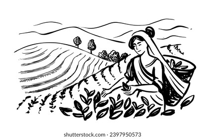 Sketch woman picking tea leaf in plantation. Tea making process part drawing.