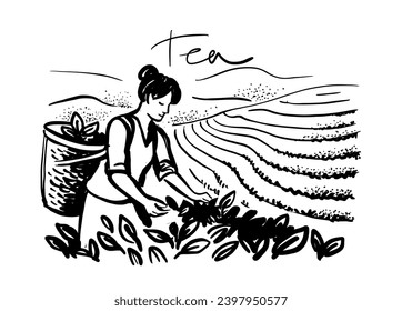 Sketch woman picking tea leaf in plantation. Tea making process part drawing.