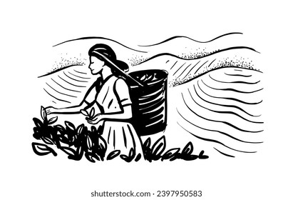 Sketch woman picking tea leaf in plantation. Tea making process part drawing.