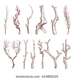 Sketch wood twigs, broken tree branches vector set. Botany wood twig, collection of sketch dry twig limb illustration