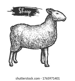 Sketch or woodcut of sheep animal. Isolated hand drawn lamb. Farm cattle or engraved ewe. Vintage illustration for biology or zoology theme. Woollen domestic animal for farming or ramadan. Nature