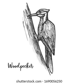 Sketch of woodpecker bird on tree. Hand drawn flying animal or wood pecker at wood or forest. Picidae wildlife doing pecking on branch. Ornithology tattoo or mascot. Biology and fauna, wild nature