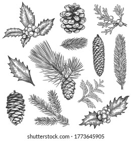Sketch xmas branch. Christmas plants fir branches, pine cones and holly leaves with berries, boxwood, botanical vintage engraving vector set. Hand drawn spruce tree elements for new year