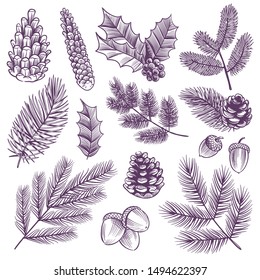 Sketch xmas branch set. Retro christmas holly and evergreen drawing spruce pine fir leaves with winter pine cones vector pinecones leaf and rustic botanical vintage plants elements