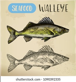 Sketch of yellow or blue walleye. Hand drawn perciform fish or zander. Sea or ocean, river pickerel for market signboard or restaurant menu, sport fishing trophy. Underwater wildlife theme