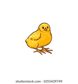 sketch yellow color small chick. Isolated illustration on a white background. Farm poultry chicken