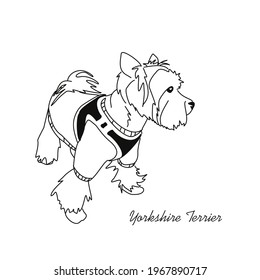 A sketch of a Yorkshire terrier in clothes. Linear drawing of a standing little dog with a harness.