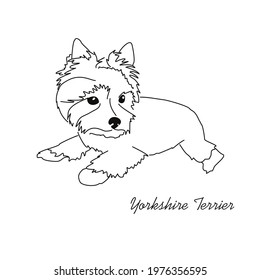 Sketch of a Yorkshire terrier lying. Linear image of a small, serious dog.