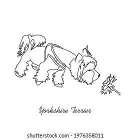 Sketch of a Yorkshire Terrier sniffing a dandelion flower. Linear image of a small, serious dog.