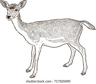 Sketch Of A Young Deer