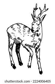 Sketch of young deer. Hand drawn vector illustration. Doodle of forest wild animal. Single drawing isolated on white. Element for design, decor.
