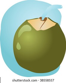 Sketch of young green coconut, fruit illustration