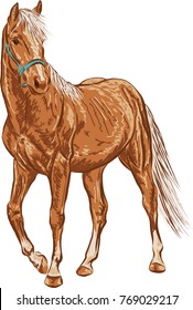 A sketch of a young horse, standing calmly and looking into the distance.