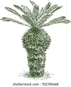 sketch of a young palm tree