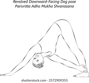 Sketch of young woman practicing Parivritta Adho Mukha Shvanasana yoga pose. Revolved Downward Facing Dog pose. Isolated vector illustration.