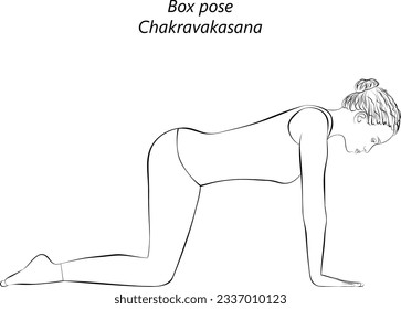 Sketch of young woman practicing yoga, doing Box pose or Table pose or Ruddy Goose position. Chakravakasana. Arm Leg Support and Neutral. Beginner.  Isolated vector illustration.