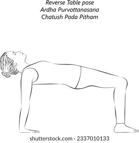 Skizze von jungen Frauen, die Yoga praktizieren, Reverse Table Pose oder Crab Pose tun. Ardha Purvottanasana. Unterstützung für den Arm und Rückbiegung. Anfänger.  Einzige Vektorgrafik.